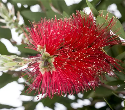 Callistemon laevis