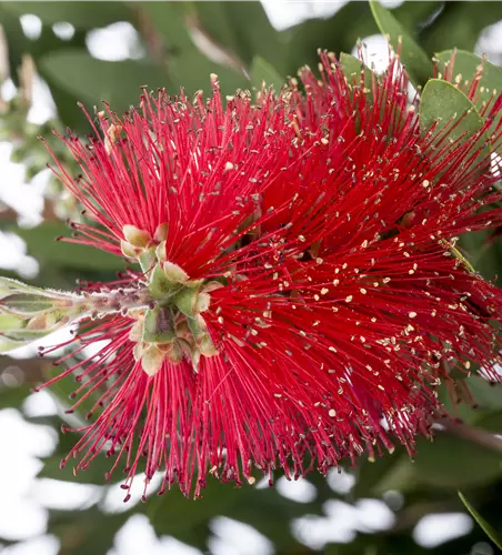 Callistemon laevis