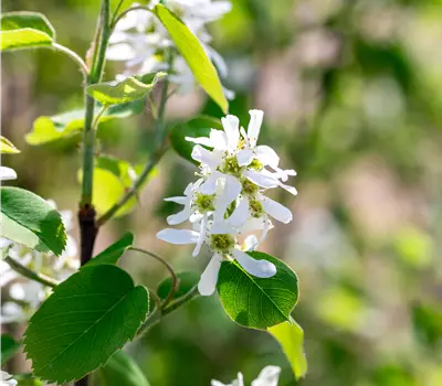 Amelanchier alnifolia 'Smoky'