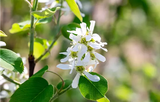 Amelanchier alnifolia 'Smoky'