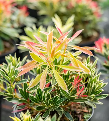 Pieris japonica 'Flaming Silver'