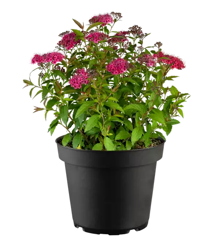Spiraea japonica 'Dart's Red'