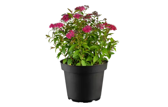 Spiraea japonica 'Dart's Red'