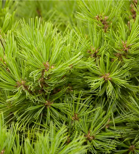 Pinus densiflora 'Low Glow'