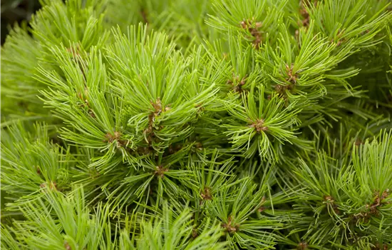 Pinus densiflora 'Low Glow'