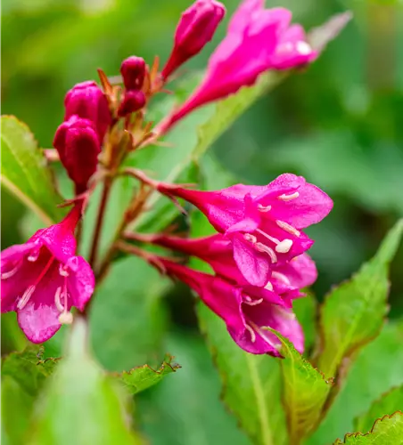 Weigela 'Big Love' -R-