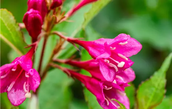 Weigela 'Big Love' -R-