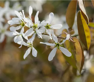 Amelanchier alnifolia 'Martin'