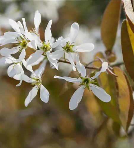 Amelanchier alnifolia 'Martin'