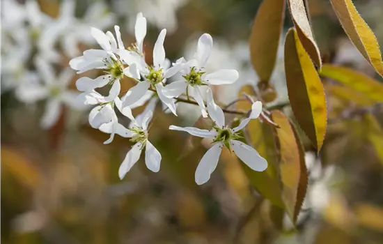 Amelanchier alnifolia 'Martin'