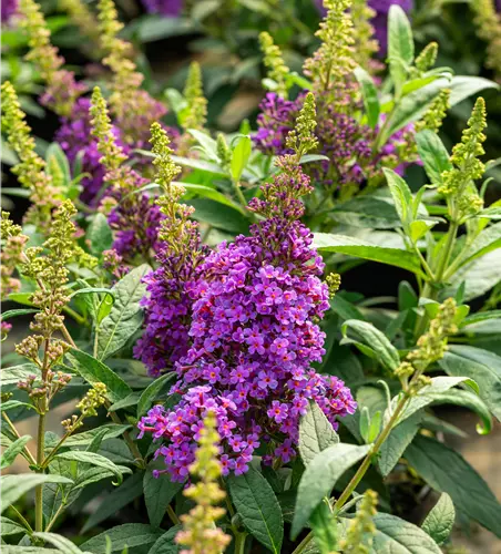 Buddleja dav. 'B. Candy' -R- Little Lila