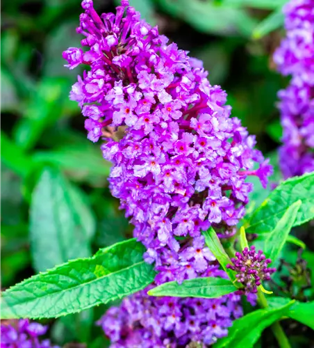 Buddleja dav. 'B. Candy' -R- Little Purple