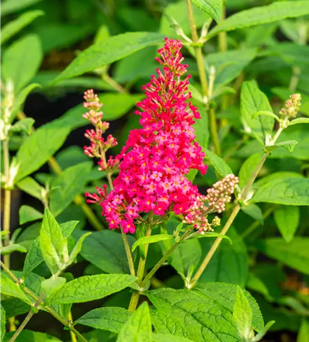 Buddleja dav. 'B. Candy' -R- Little Ruby