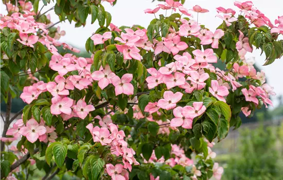 Cornus kousa 'Soleil Rouge'