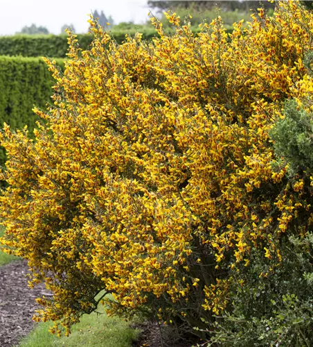 Cytisus praecox