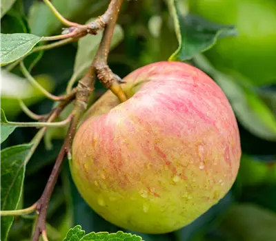 Malus 'Garden Fountain' -R- CAC