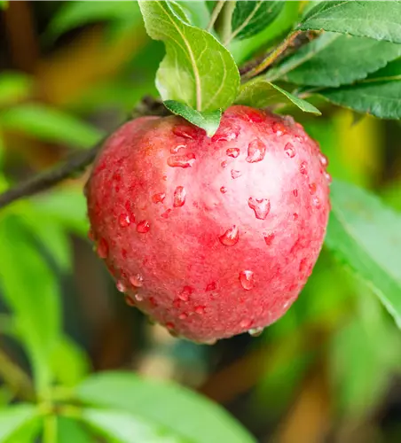 Malus Starline -R- 'Orange Crimson' -S- CAC