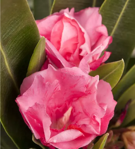 Nerium oleander rosa gefüllt