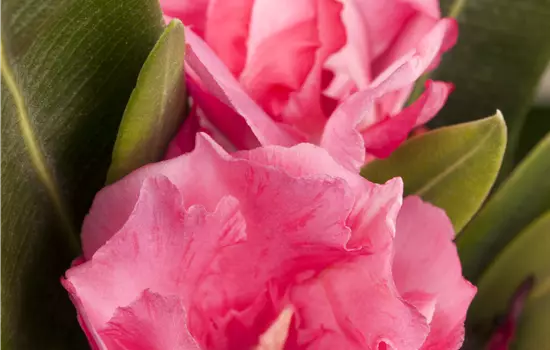Nerium oleander rosa gefüllt