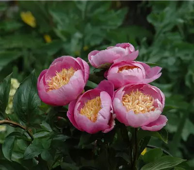 Paeonia lactiflora 'Enchanting Pink Elsa'
