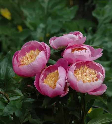 Paeonia lactiflora 'Enchanting Pink Elsa'