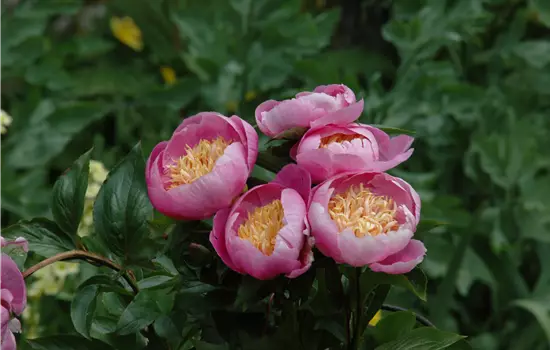 Paeonia lactiflora 'Enchanting Pink Elsa'