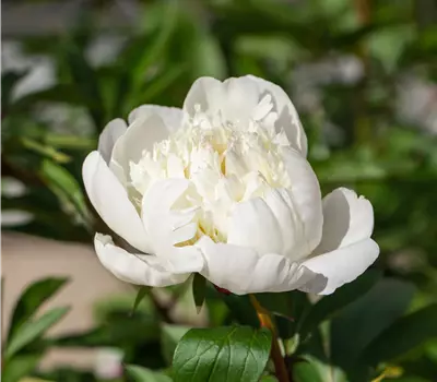 Paeonia lactiflora 'Wonderful Snow White'