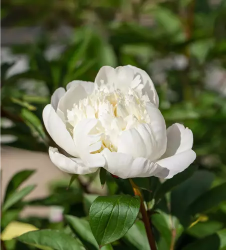 Paeonia lactiflora 'Wonderful Snow White'