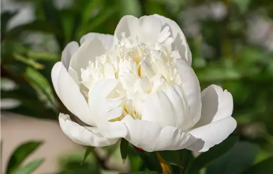 Paeonia lactiflora 'Wonderful Snow White'
