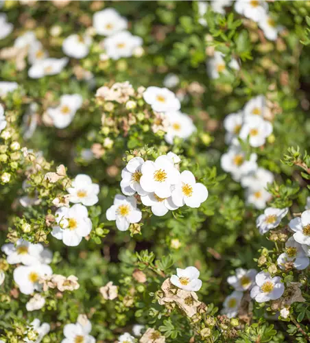 Potentilla fruticosa 'McKay's White'