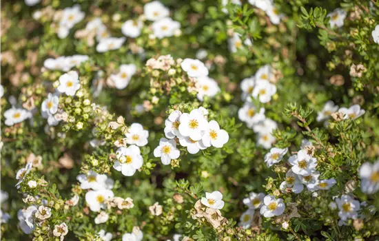 Potentilla fruticosa 'McKay's White'