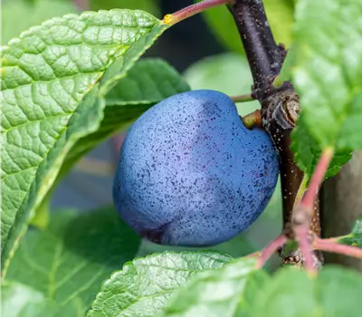 Prunus dom.'Cacaks Julia' zert.