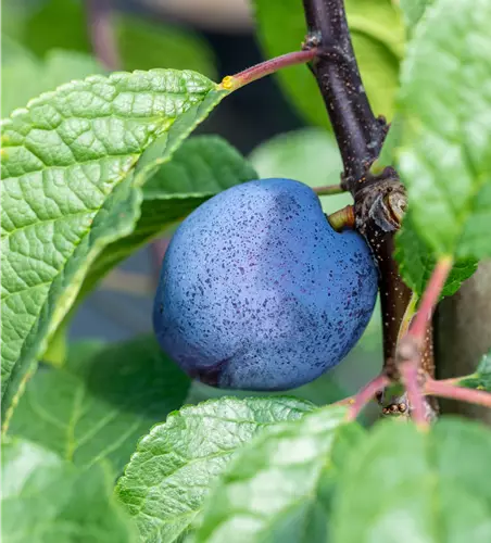 Prunus dom.'Cacaks Julia' zert.