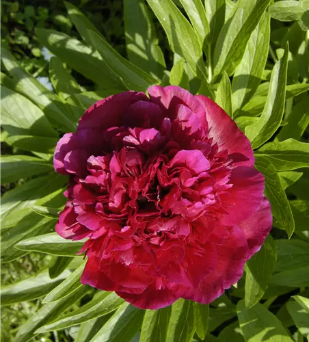 Paeonia suffruticosa, rot