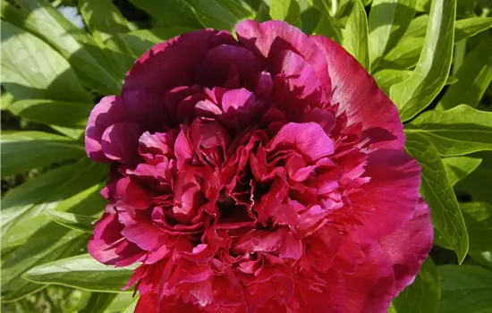 Paeonia suffruticosa, rot
