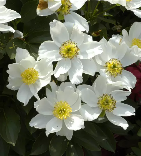 Paeonia suffruticosa, weiß