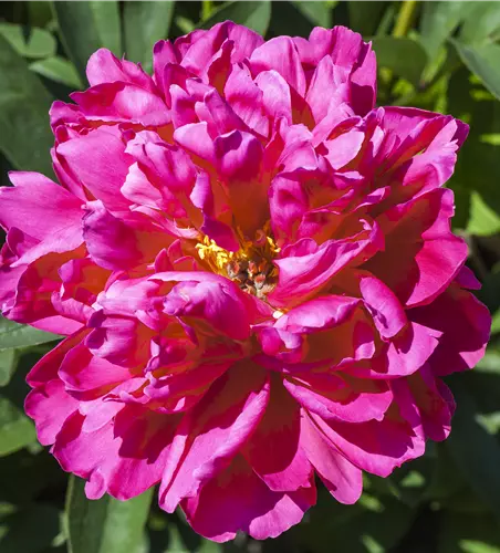 Paeonia suffruticosa 'Purple'