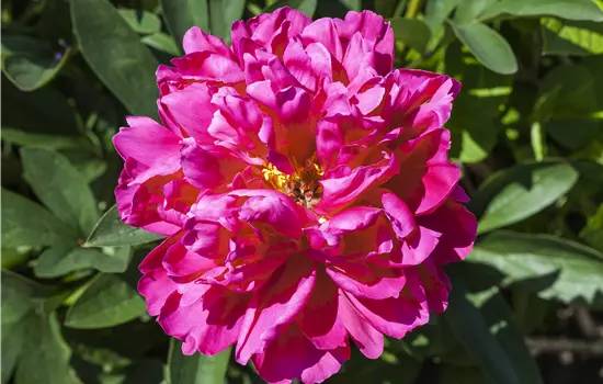 Paeonia suffruticosa 'Purple'