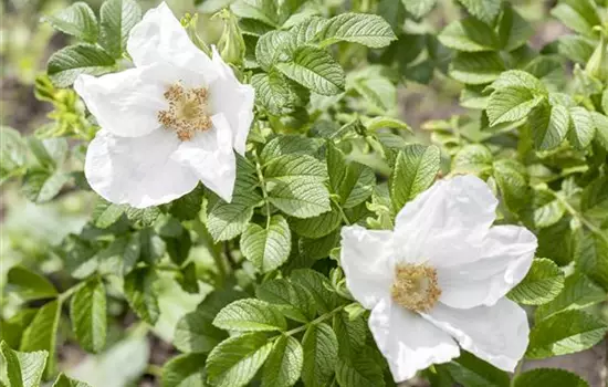 Weiße Apfelrose 'Alba'