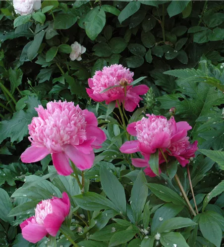 Paeonia suffruticosa, 'Soft Pink