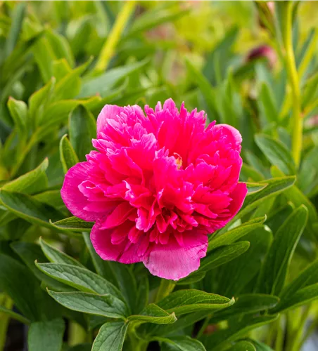 Paeonia suffruticosa, 'Dark Pink'
