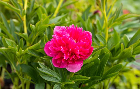 Paeonia suffruticosa, 'Dark Pink'