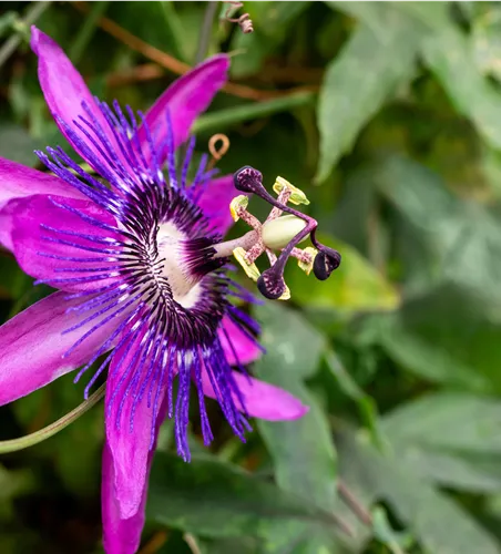 Passiflora Hybr.'Amethyst'