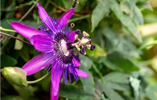 Passiflora Hybr.'Amethyst'
