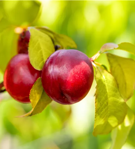 Prunus nuc.'Alice Col' -R- CAC