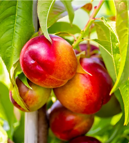 Prunus nuc.'Flavortop' CAC