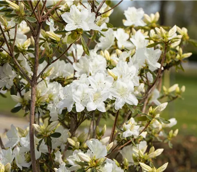 Rhododendron obt.'Luzi' II