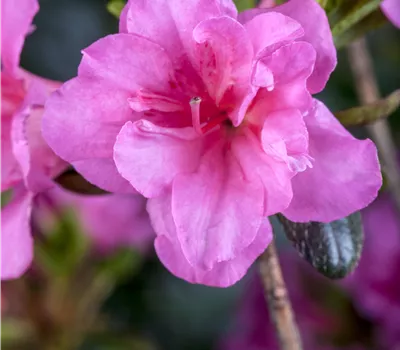 Rhododendron obt.'Babuschka' -R- III