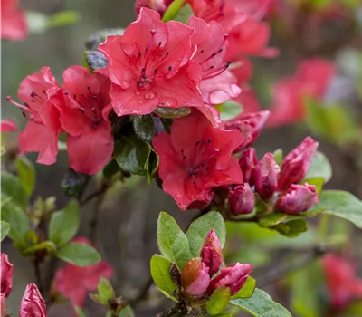 Rhododendron obt.'Toreador'