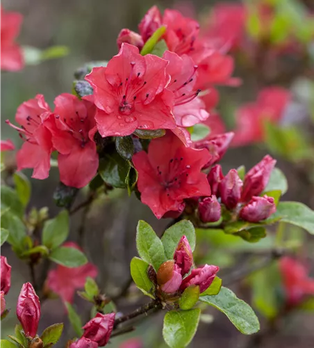Rhododendron obt.'Toreador'